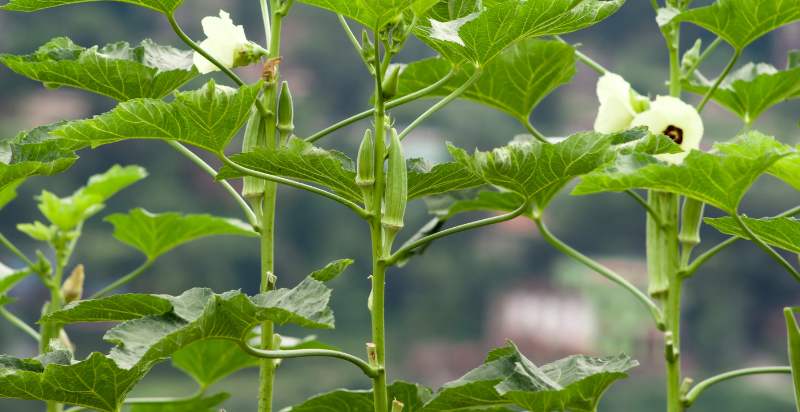 care for okra plant