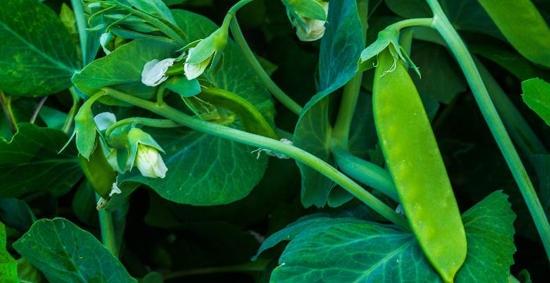 care for peas plant