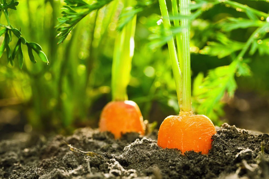 What is Carrot? How to Plant, Grow, and Harvest Carrots - Gardeners ...