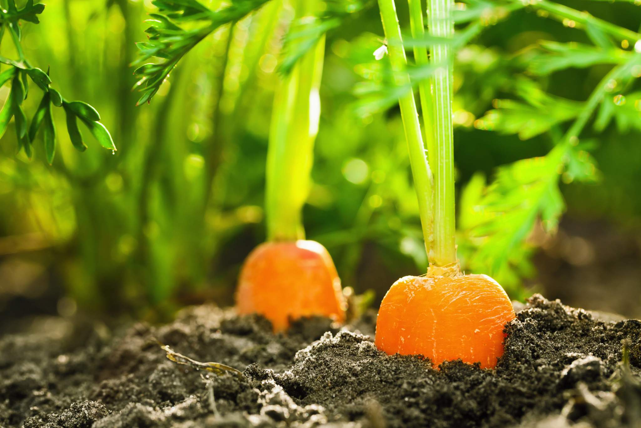 carrots plant