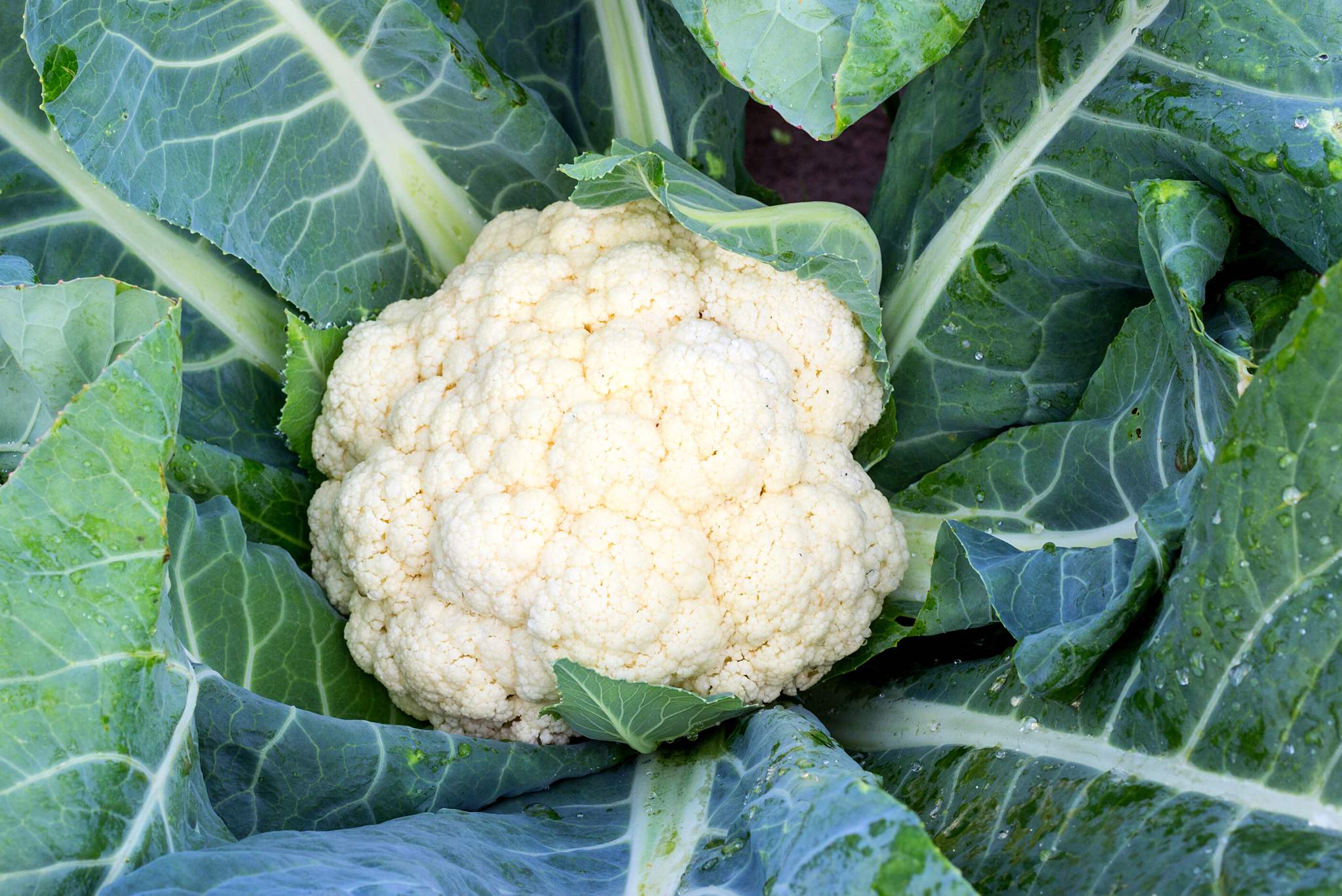 cauliflower plant