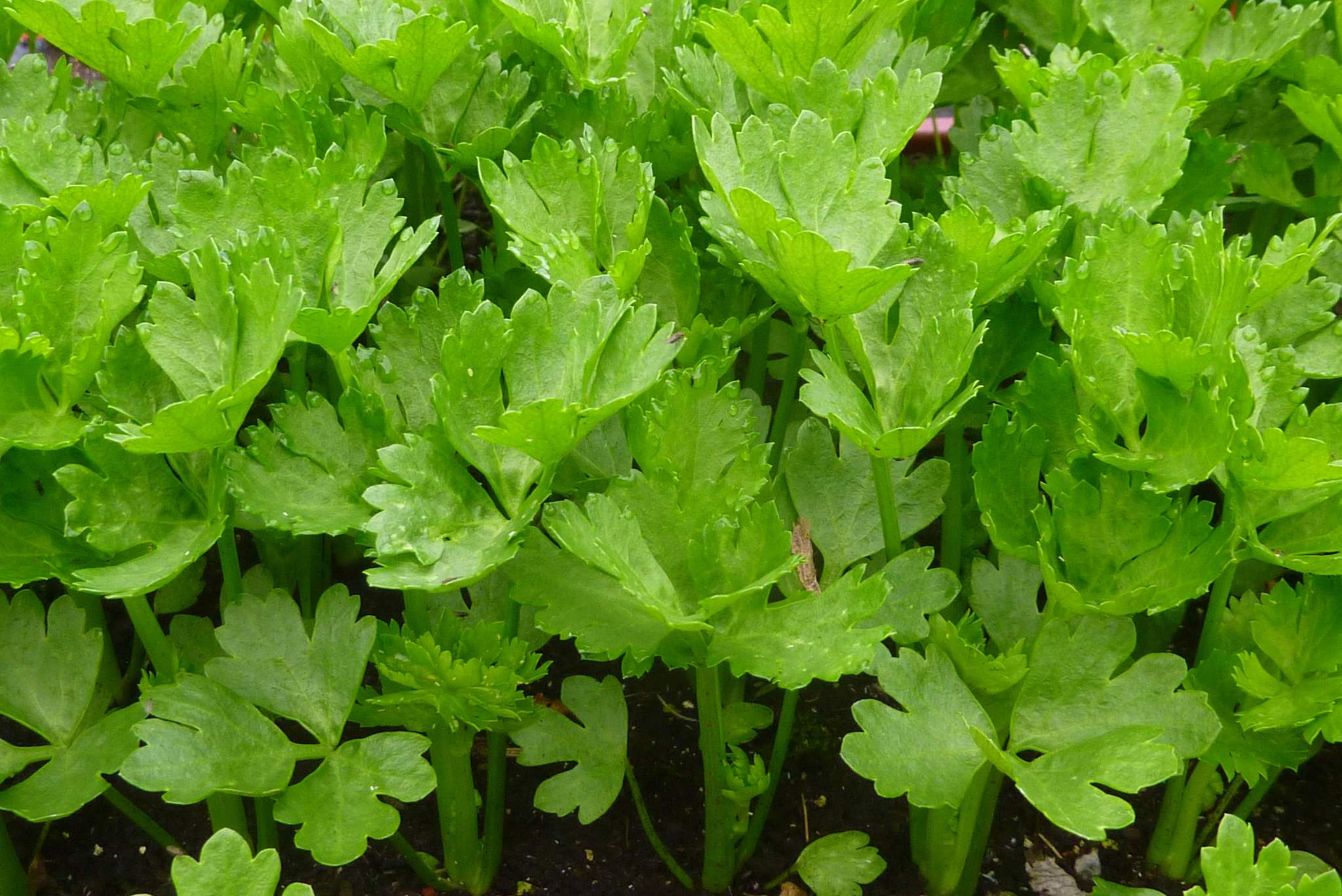 celery plant