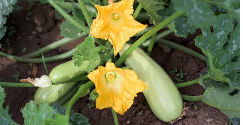 flowering zucchini