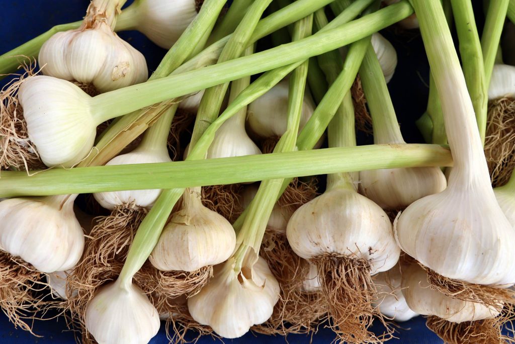 garlic plant