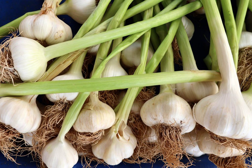 Harvested garlic bulbs