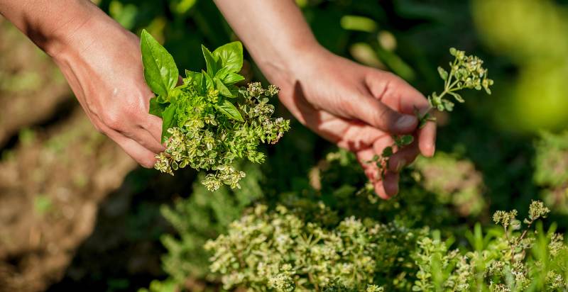 harvest oregano