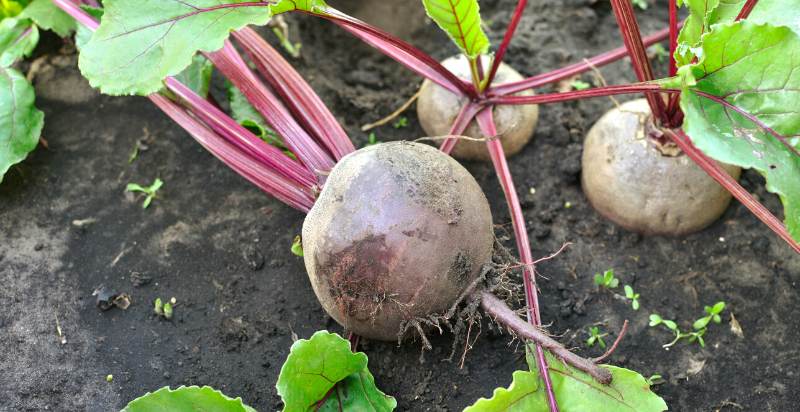 harvested beetroot plant