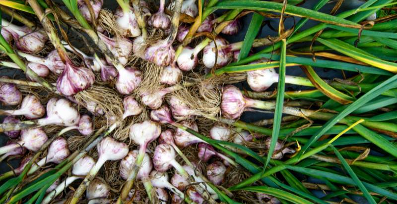 harvested garlic plant