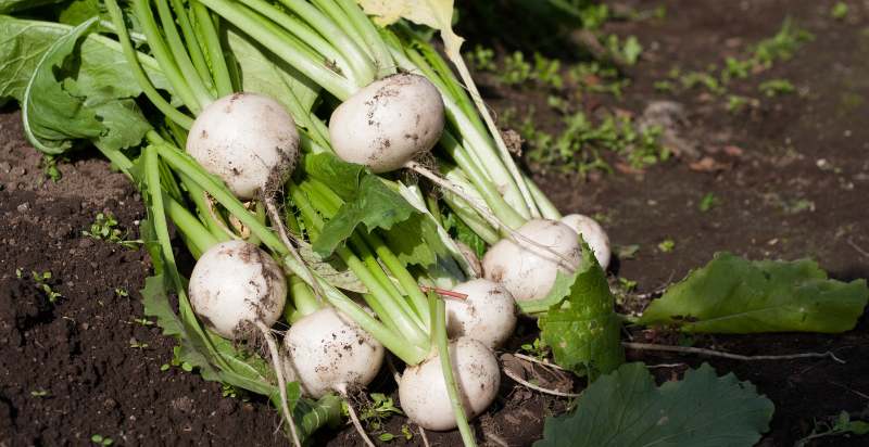 harvested turnip