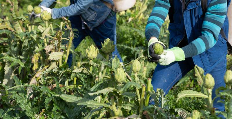 harvesting artichokes