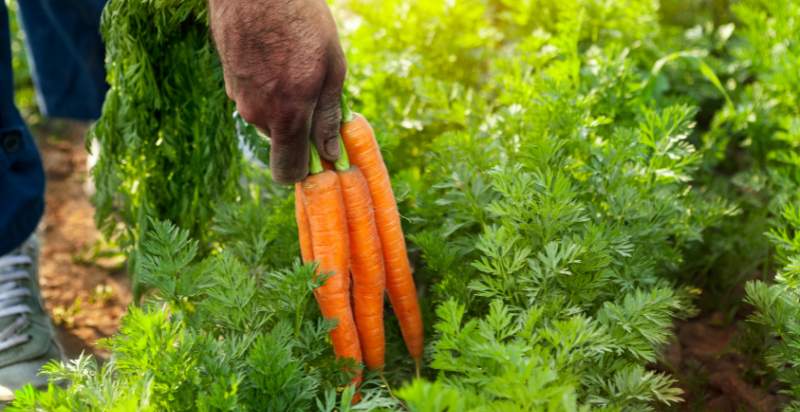 harvesting carrots