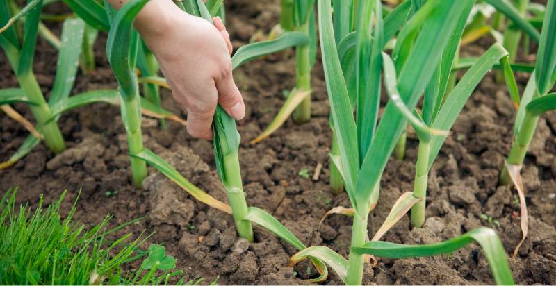 harvesting garlic plant