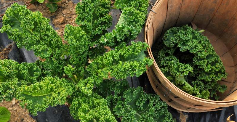 harvesting kale