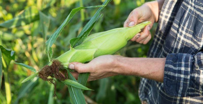 harvesting sweet corn