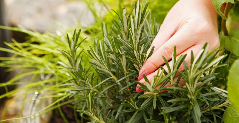 harvesting thyme