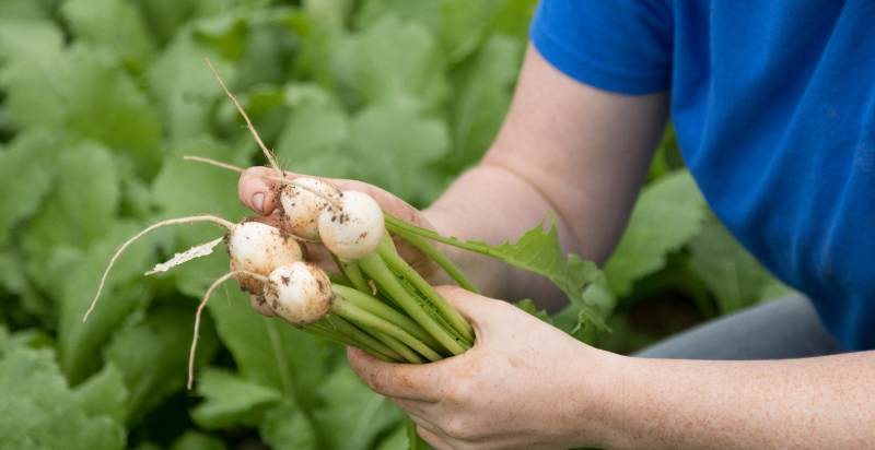 harvesting turnip