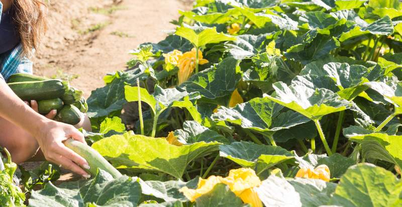 harvesting zucchini