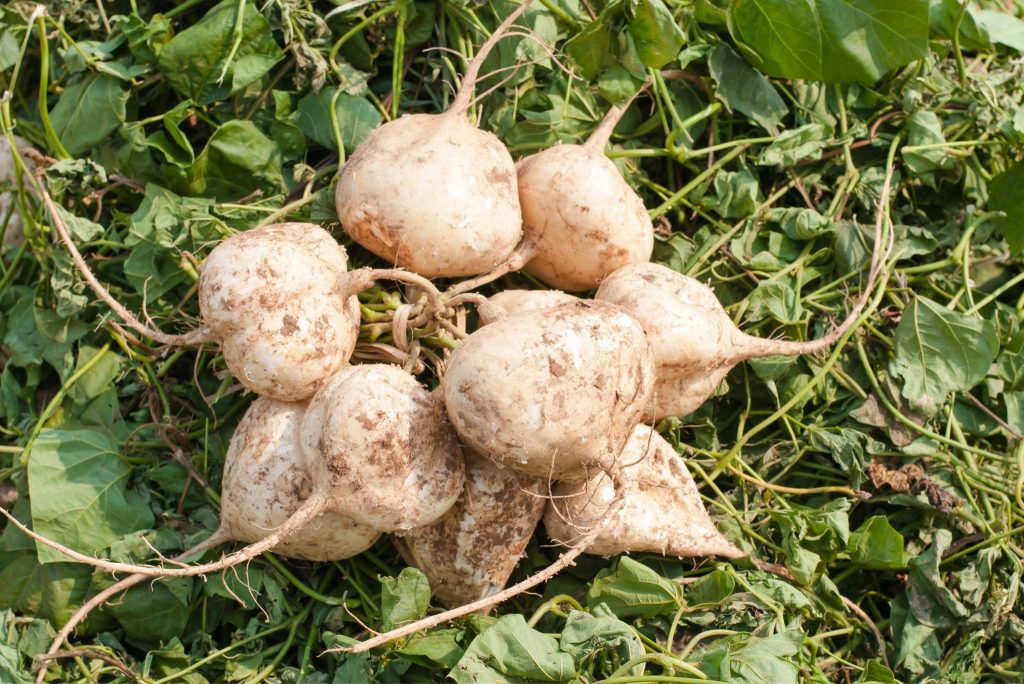 What is Jicama? How to Plant, Grow, and Harvest Jicama Root Gardeners