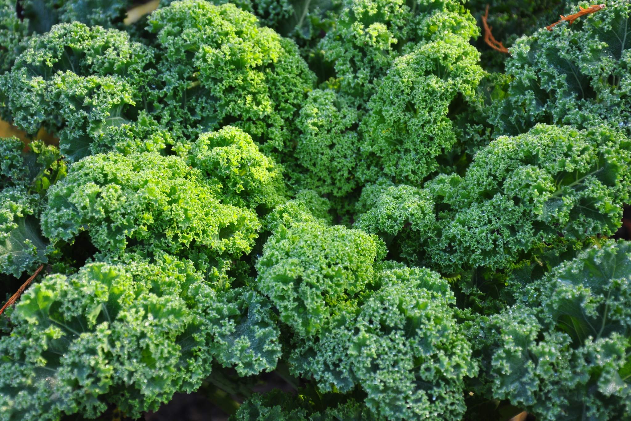 kale plant