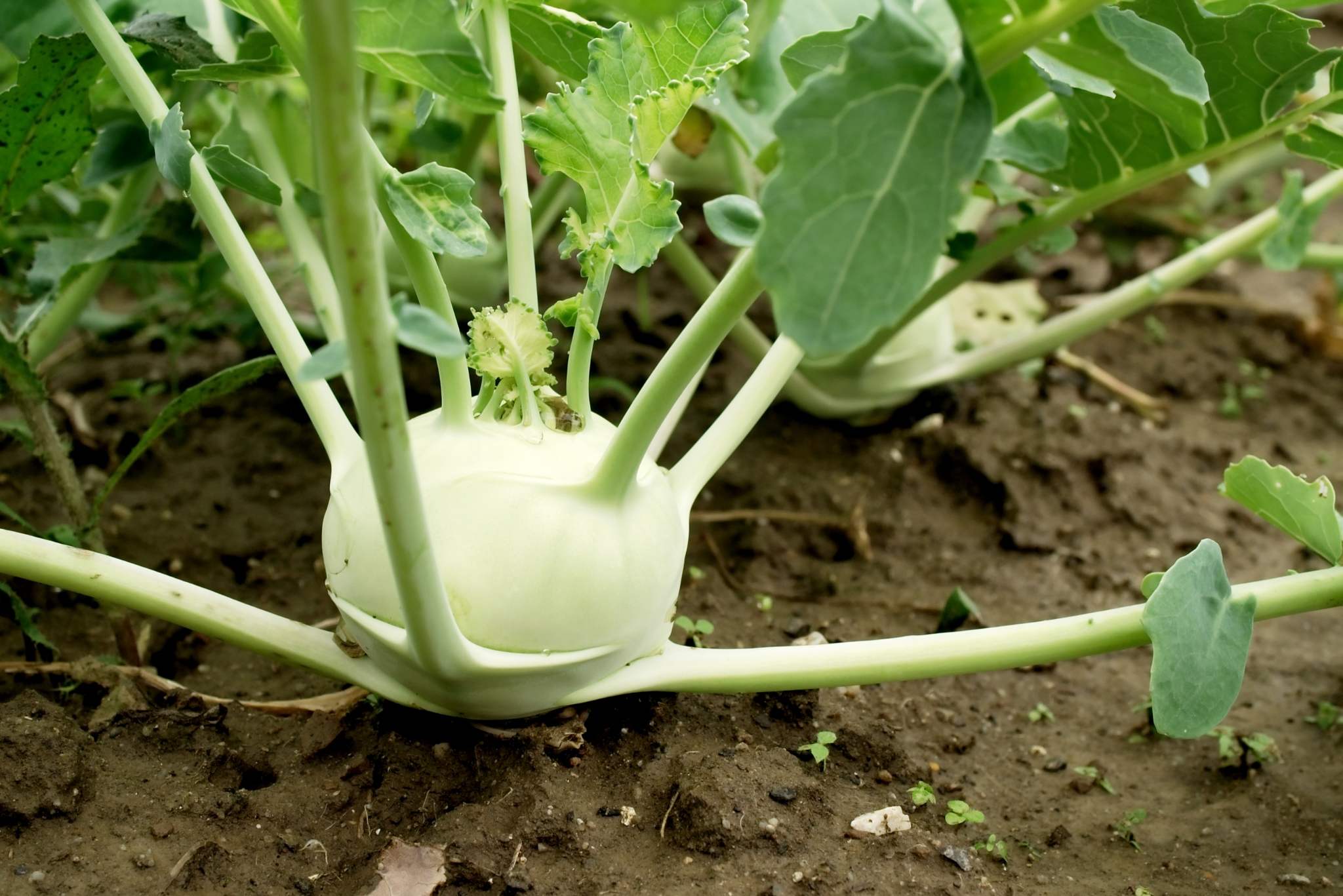 kohlrabi plant