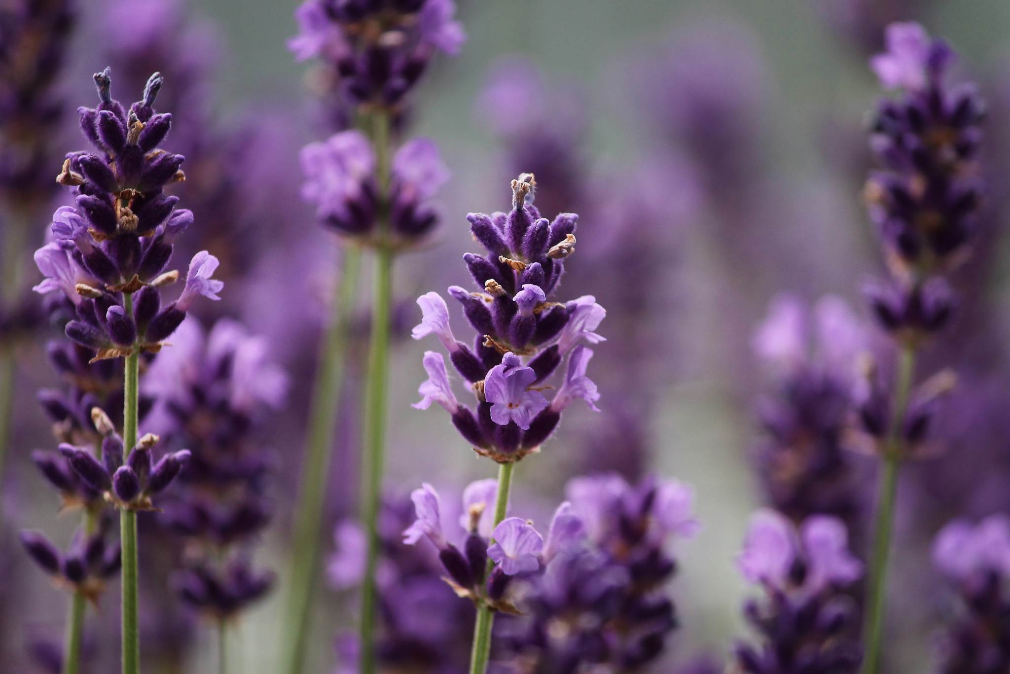 lavender plant