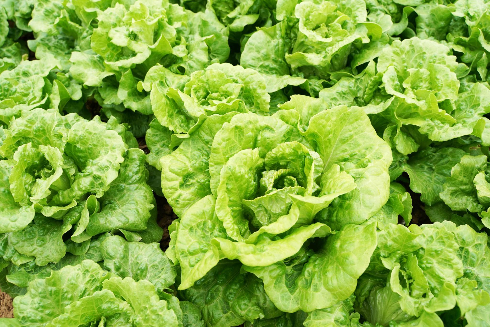 lettuce plant