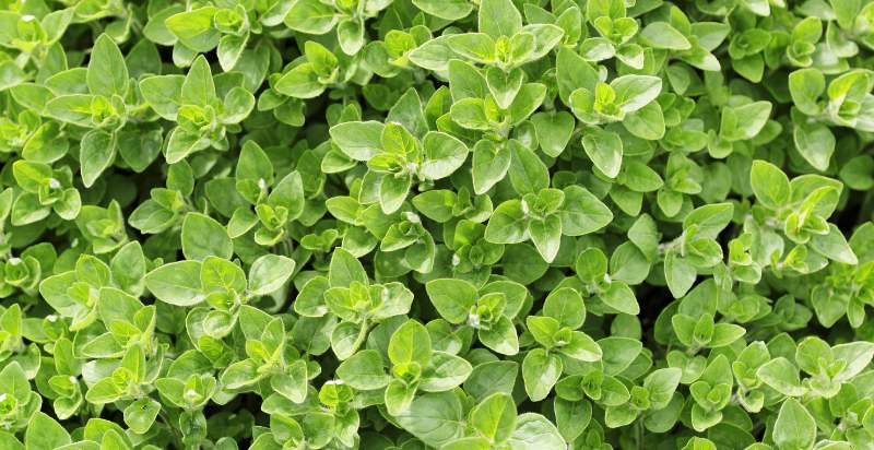 marjoram herb