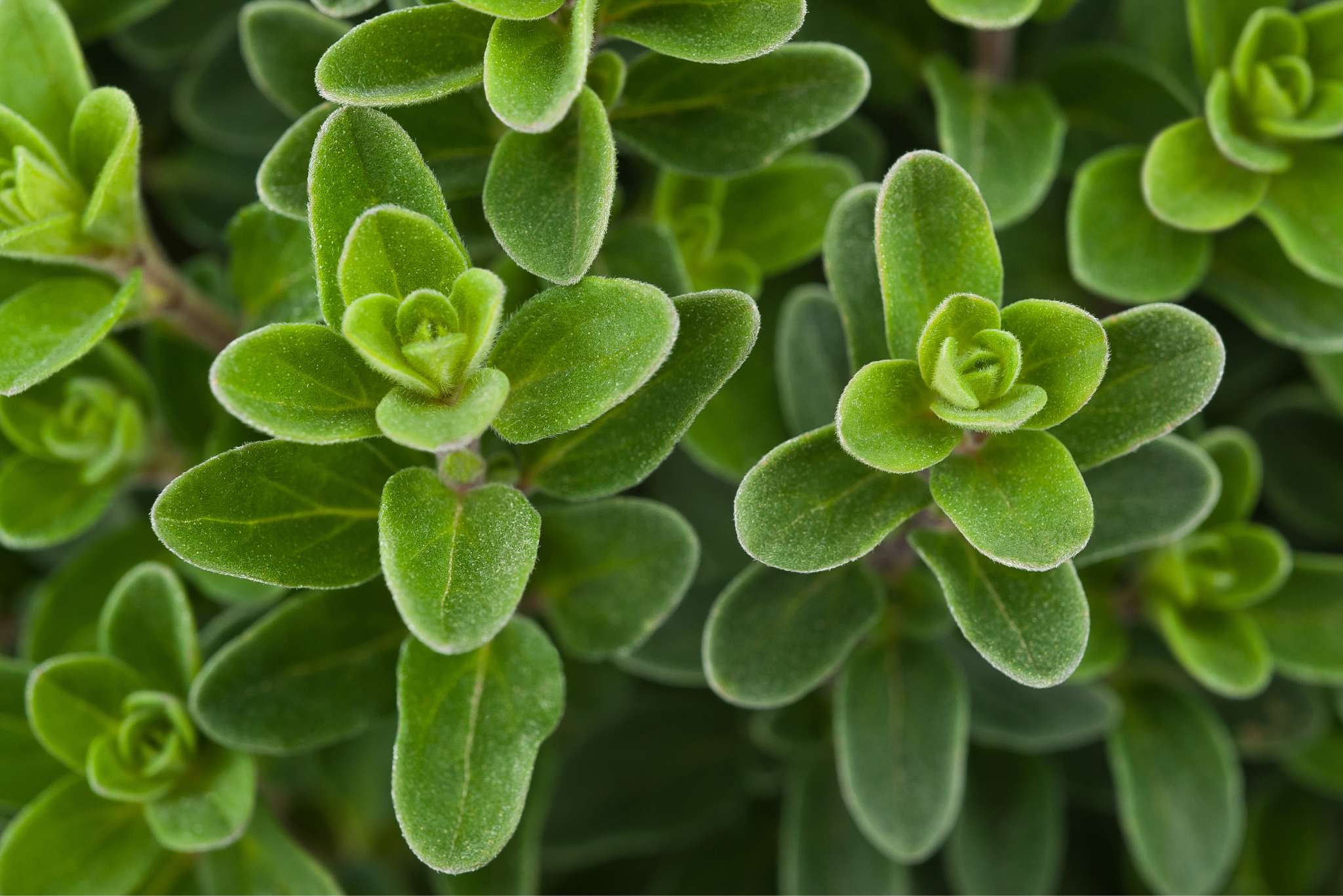 marjoram plant