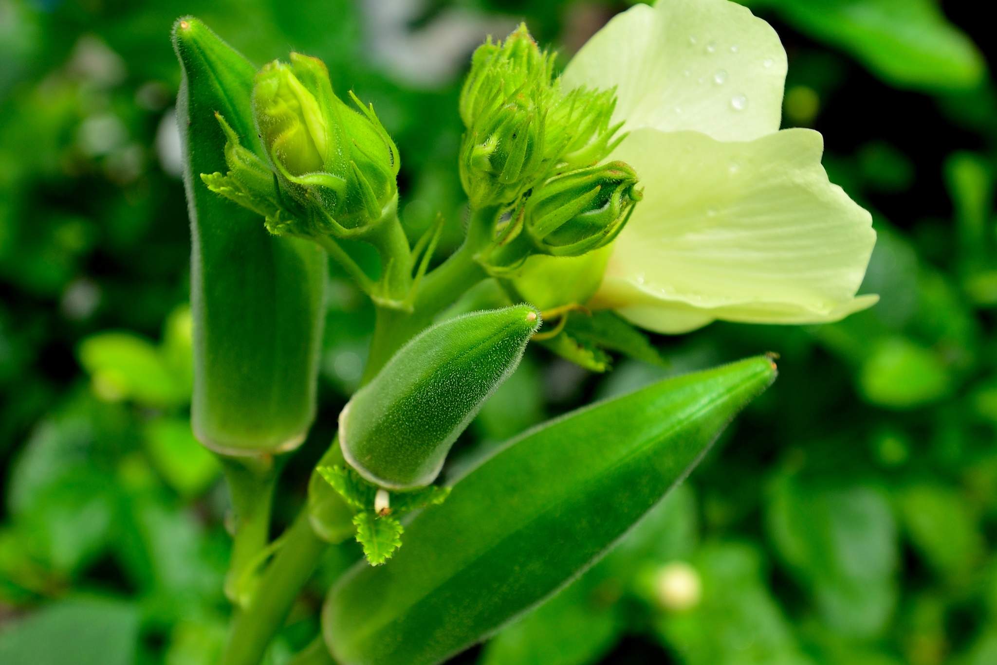 okra plant