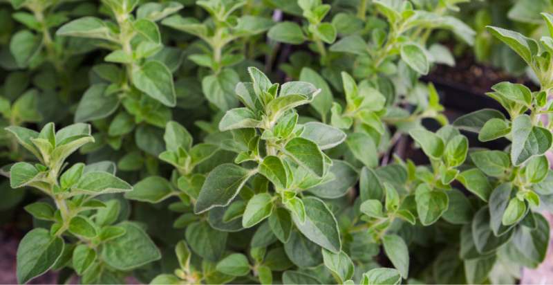 oregano herb