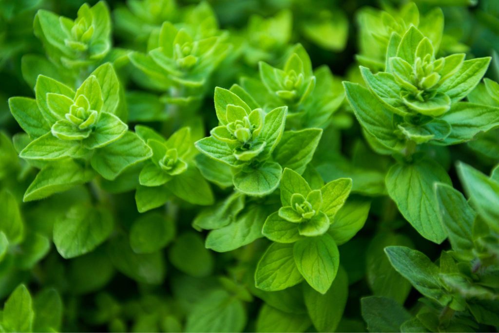 what-is-oregano-tips-for-planting-growing-and-using-the-herb