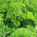 Parsley Plant