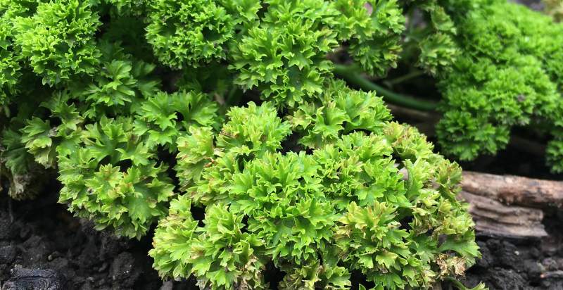 Parsley Plant In The Garden