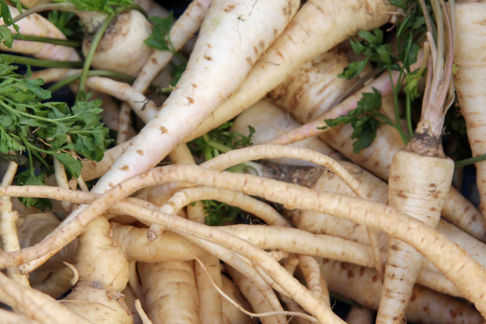 parsnip plant