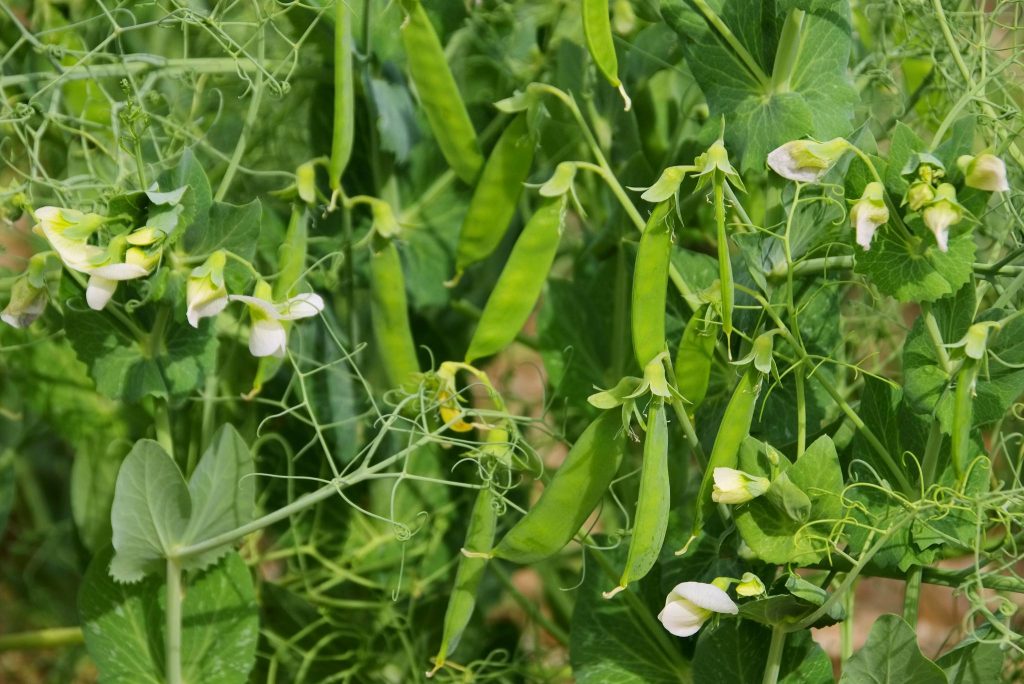 peas plant