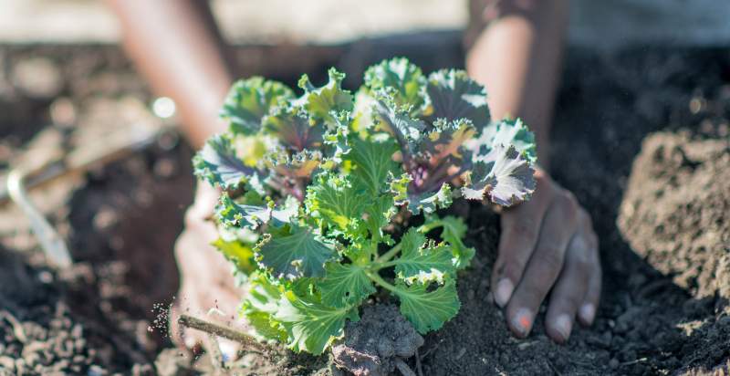 planting kale