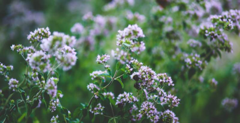 ready to Harvest oregano