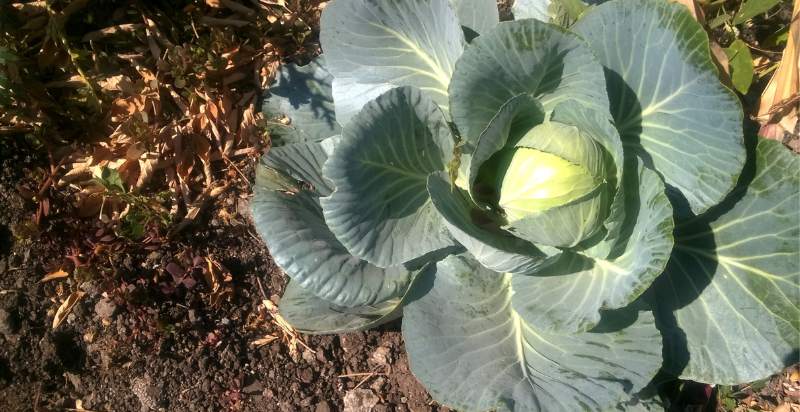 ready to harvest cabbage