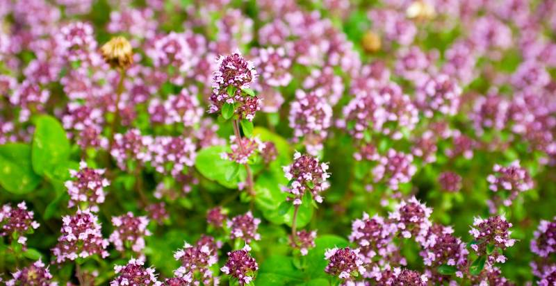 ready to harvest marjoram