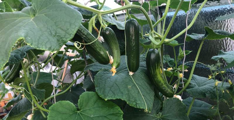 ready to harvest zucchini