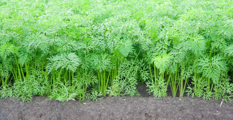 ready to havest carrots