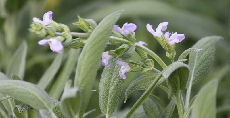 sage plant flower