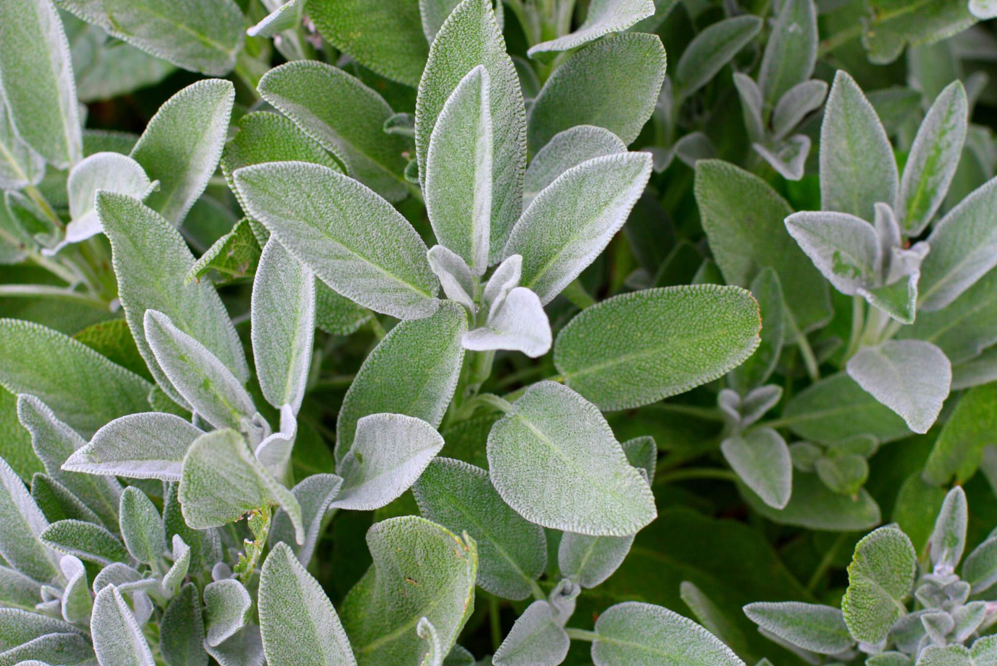 sage plant