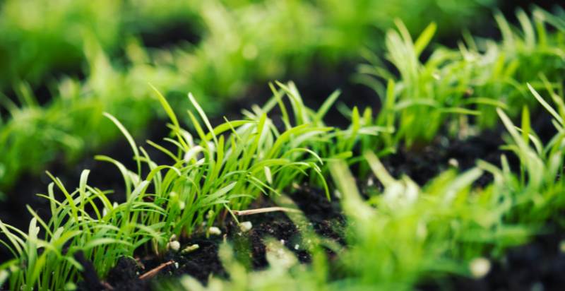 seedling of carrots plant