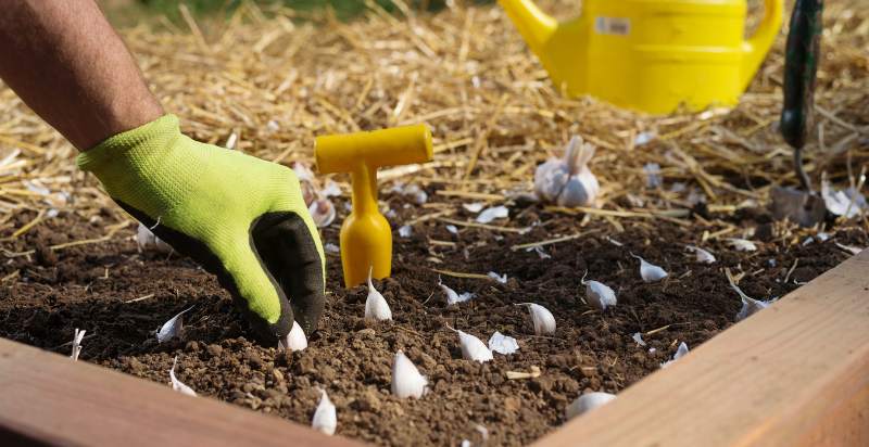 sowing garlic bulb