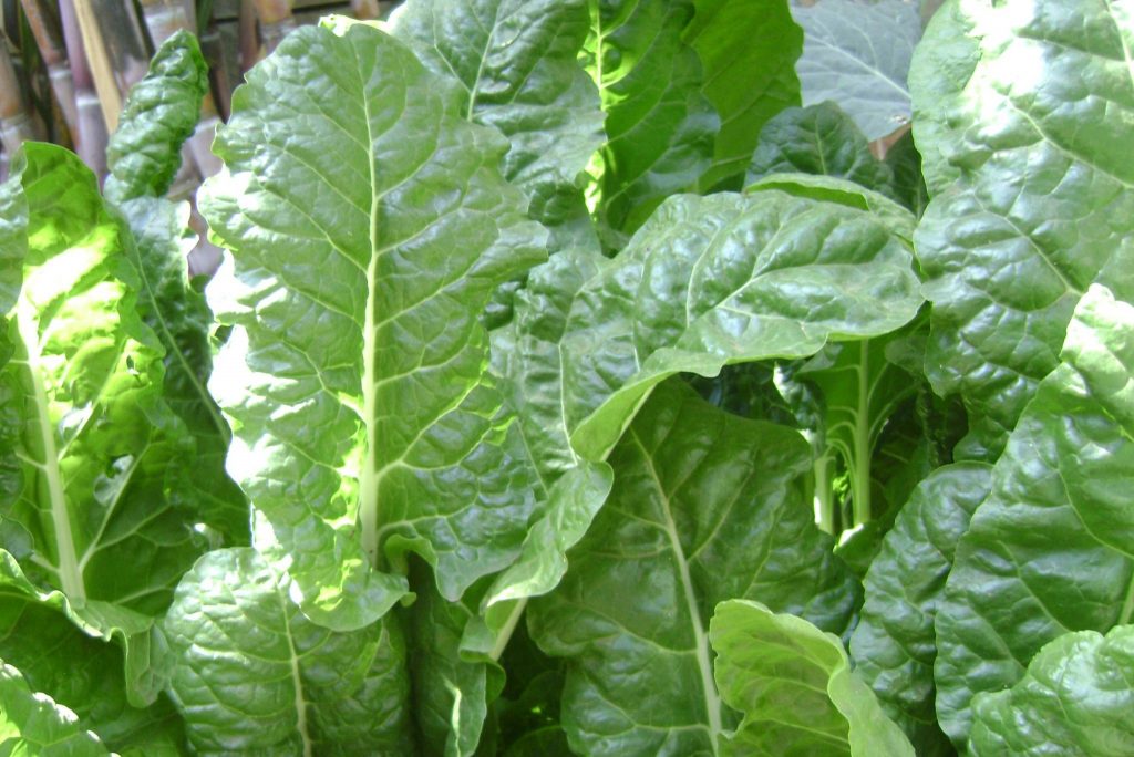 spinach plant