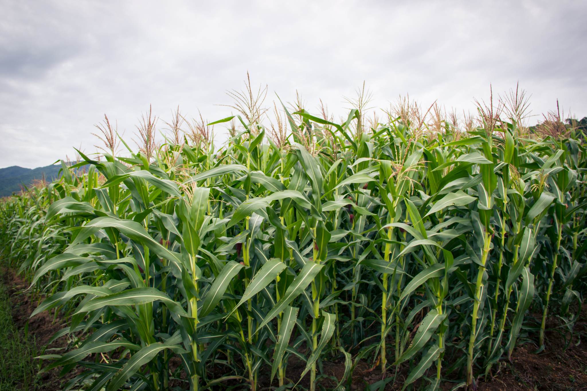 sweet corn plant