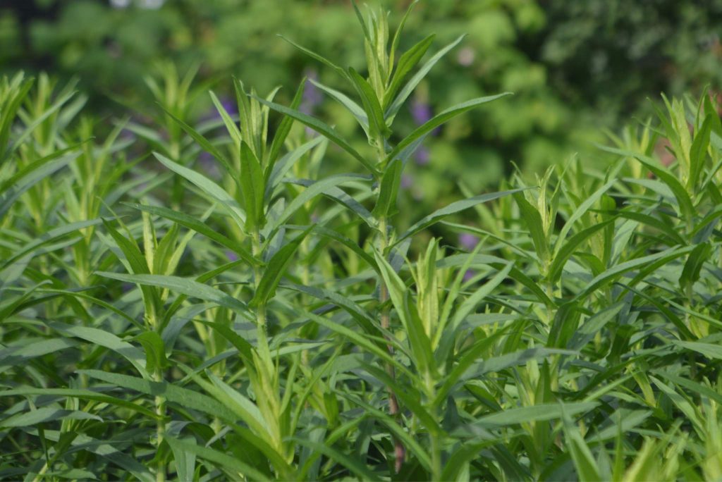 What Is Tarragon? Planting, Growing and Using the Tarragon Herb