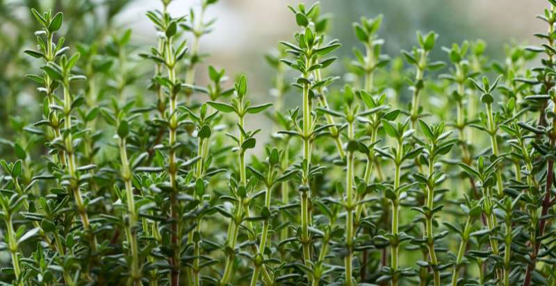 thyme herb