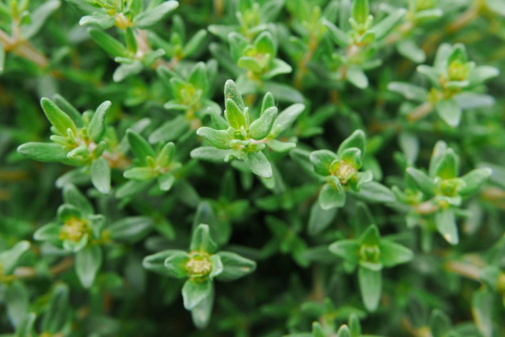 What Is Thyme? Planting, Growing and Using the Thyme Herb Gardeners